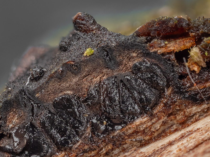 Valsaria rudis